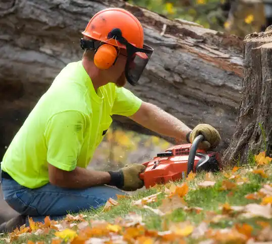 tree services Chesapeake Beach